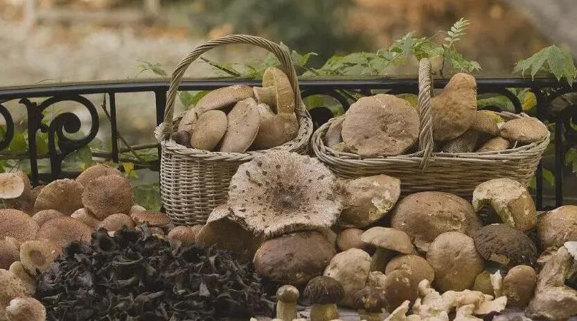 食用(yòng)菌.jpg 食用(yòng)菌.jpg